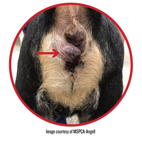 dog has lump on anus|Anal Sac Tumors .